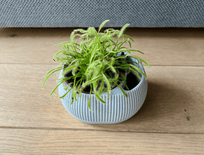 Vaso Autoirrigável com Nível de Água - Iris